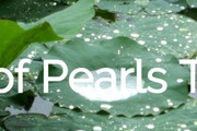 String of Pearls Tai Chi, Belgrave Neighbourhood Centre. partner profile image