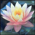Immagine del profilo del partner Centro Yoga Samadhi