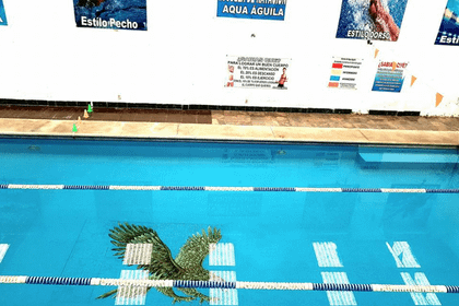 Imagen 3 de la galería del partner Escuela de Natación Aqua Aguila