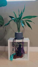 Imagem 5 da galeria do parceiro Sankalpa Studio de Yoga