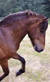 Bild 2 von Yoga und Reiten Partnergalerie