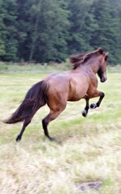Bild 5 von Yoga und Reiten Partnergalerie