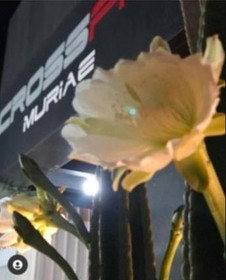 Imagem 2 da galeria do parceiro Crosffit Muriae