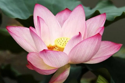 Bild 5 von Sri Sai Prana Yoga - Bad Kösen Partnergalerie