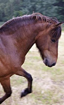 Bild 2 von Yoga und Reiten Partnergalerie