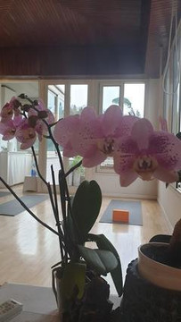 Immagine 3 dalla galleria del partner Yoga Suite Centro