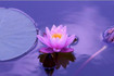 Imagem 1 da galeria do parceiro Eusoul Yoga e Terapias