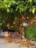 Imagem 5 da galeria do parceiro Beach Experience by Tassia Sono