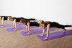 Bild 9 von Alineo Club Body & Mind Partnergalerie