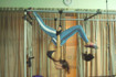 Imagem 5 da galeria do parceiro Studio Lakshmi Pilates & Yoga
