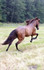 Bild 5 von Yoga und Reiten Partnergalerie