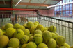 Bild 1 von Tennis- und Squashcenter Olsberg Partnergalerie