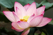Bild 5 von Sri Sai Prana Yoga - Bad Kösen Partnergalerie