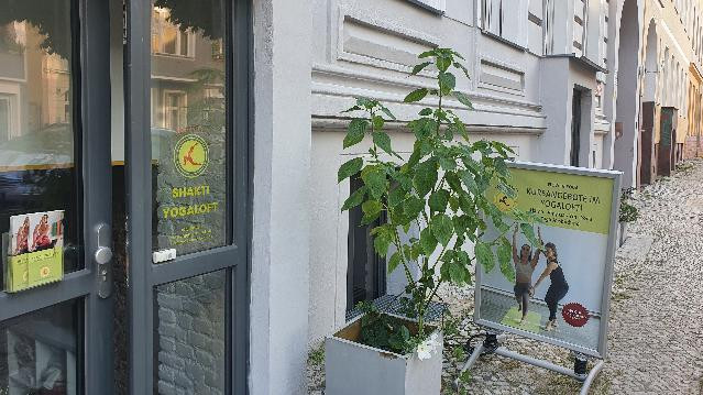 Bild 2 von Shakti-Yogaloft Partnergalerie