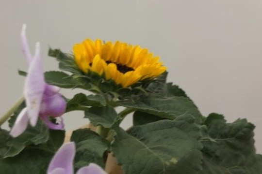 Imagem 3 da galeria do parceiro Joy Studio de Pilates