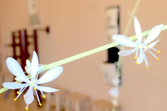 Image 3 from WingChun Berkeley partner gallery