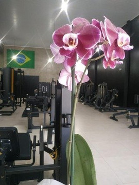 Imagem 3 da galeria do parceiro GoFit - For Family