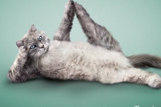 Immagine 1 dalla galleria del partner Irene Yoga