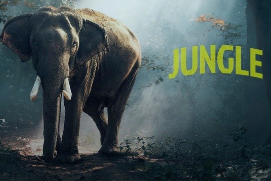 Imagen 1 de la galería del partner Jungle Sede Rondeau