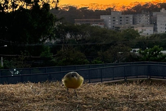 Imagem 3 da galeria do parceiro Milena Vizoná Yoga