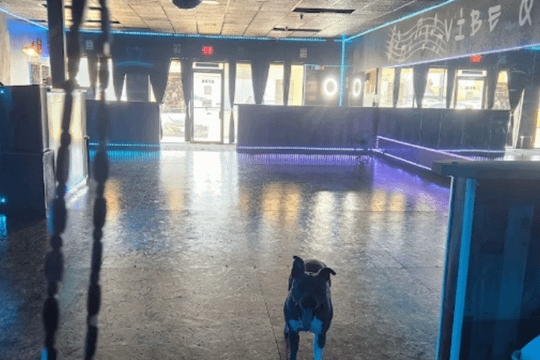 Image 3 from Dance Empowerment partner gallery