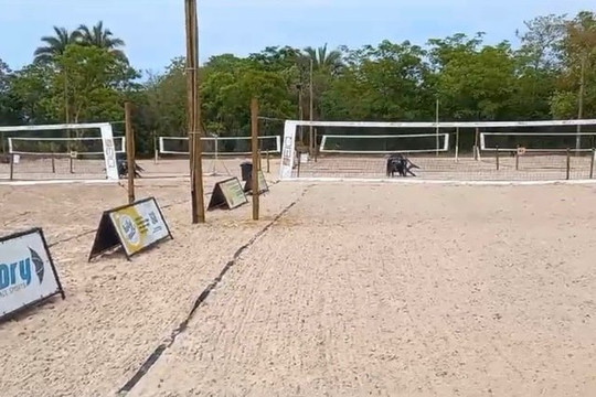 Imagem 1 da galeria do parceiro Golden Beach Arena