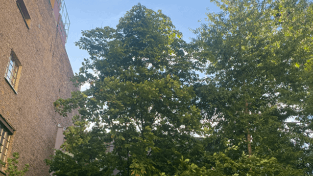 Bild 2 von KALAA Yoga Berlin Partnergalerie