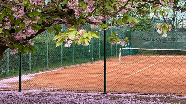 Bild 1 von Tennisclub Buchholz Partnergalerie