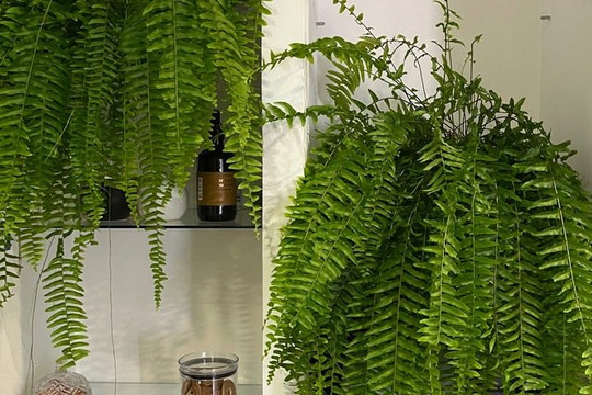 Imagem 3 da galeria do parceiro Maui Pilates